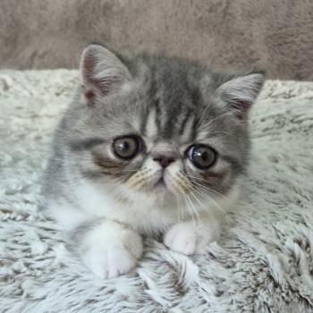 chaton Exotic Shorthair blue spotted tabby bicolor Balzac Chatterie Katzarolli
