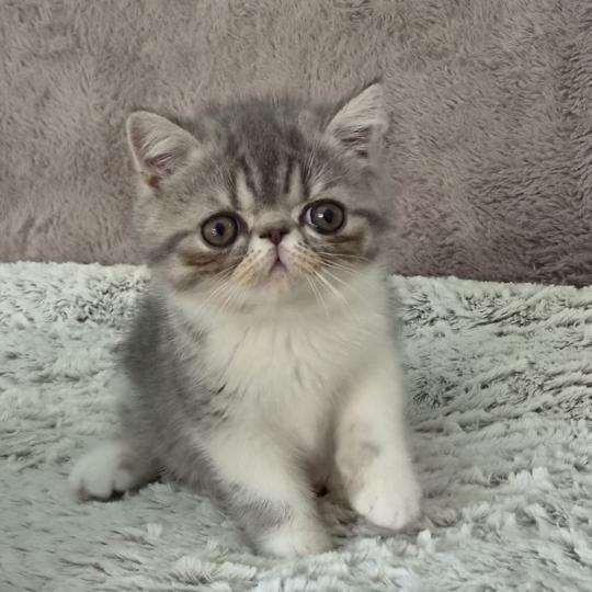 Balzac Femelle Exotic Shorthair