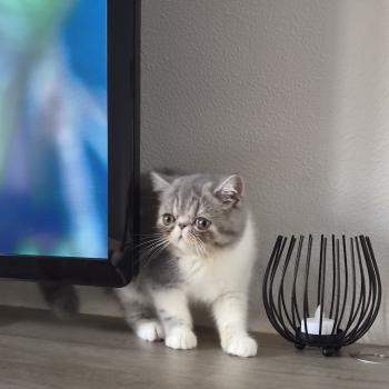 chaton Exotic Shorthair blue spotted tabby bicolor Balzac Chatterie Katzarolli