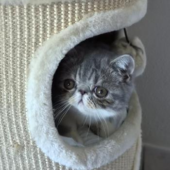 chaton Exotic Shorthair blue spotted tabby bicolor Balzac Chatterie Katzarolli