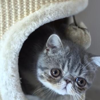 chaton Exotic Shorthair blue spotted tabby bicolor Balzac Chatterie Katzarolli