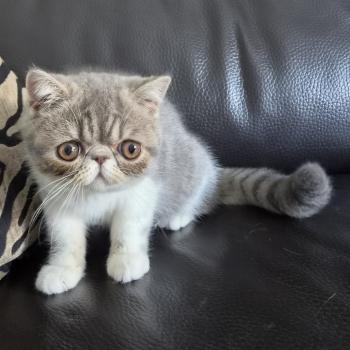 chaton Exotic Shorthair blue spotted tabby bicolor Balzac Chatterie Katzarolli