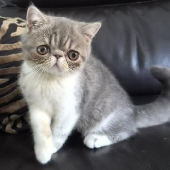 chaton Exotic Shorthair blue spotted tabby bicolor Balzac Chatterie Katzarolli