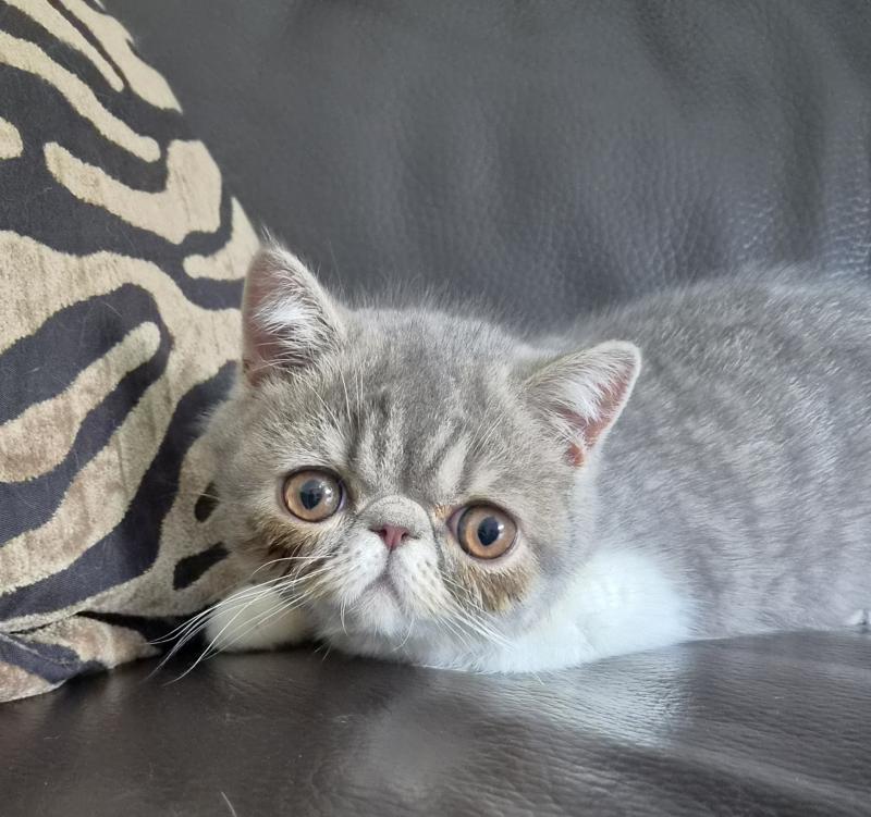 Balzac Femelle Exotic Shorthair