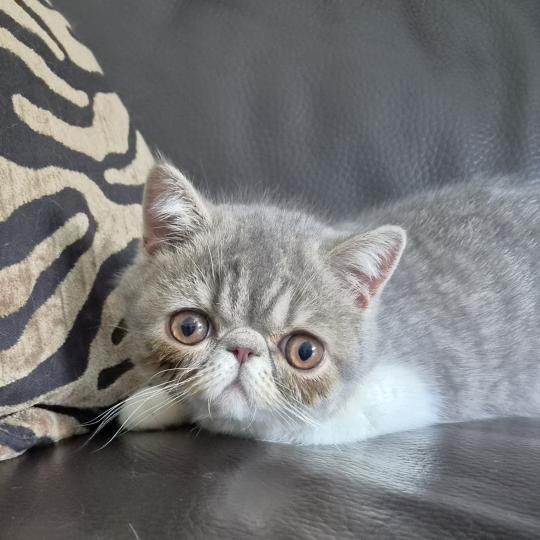 Balzac Femelle Exotic Shorthair