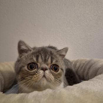 chaton Exotic Shorthair blue spotted tabby bicolor Balzac Chatterie Katzarolli