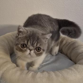 chaton Exotic Shorthair blue spotted tabby bicolor Balzac Chatterie Katzarolli