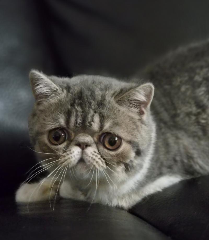 Balzac Femelle Exotic Shorthair