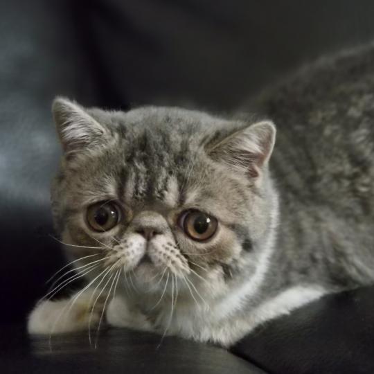 Balzac Femelle Exotic Shorthair