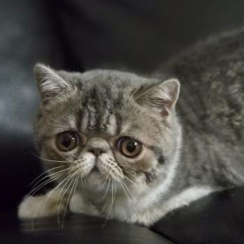 chaton Exotic Shorthair blue spotted tabby bicolor Balzac Chatterie Katzarolli