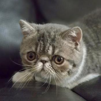 chaton Exotic Shorthair blue spotted tabby bicolor Balzac Chatterie Katzarolli