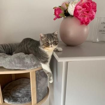 chaton Exotic Shorthair blue spotted tabby bicolor Balzac Chatterie Katzarolli
