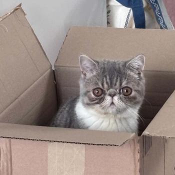 chaton Exotic Shorthair blue spotted tabby bicolor Balzac Chatterie Katzarolli