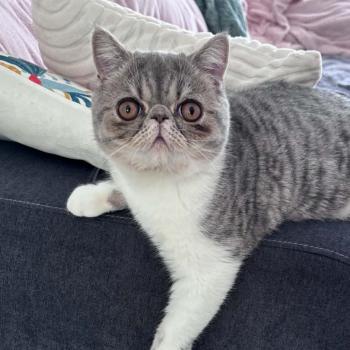 chaton Exotic Shorthair blue spotted tabby bicolor Balzac Chatterie Katzarolli