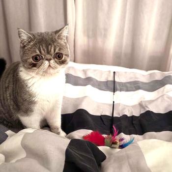chaton Exotic Shorthair blue spotted tabby bicolor Balzac Chatterie Katzarolli