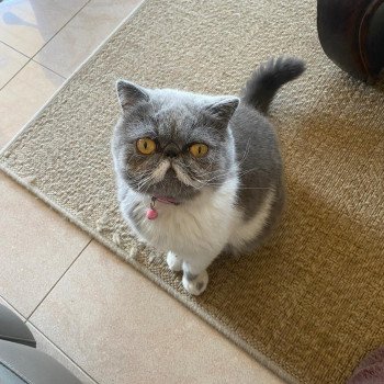 chaton Exotic Shorthair blue bicolor U'zélie Chatterie Katzarolli chaton Exotic Shorthair blue bicolor U'zélie Chatterie Katzarolli