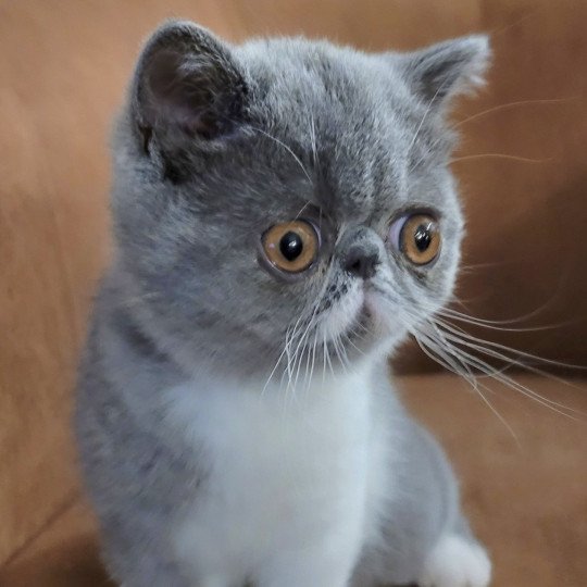 Uzélie Femelle Exotic Shorthair