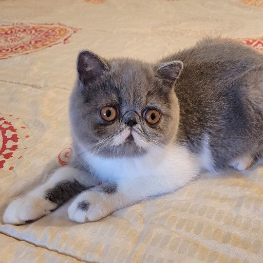 U'zélie Femelle Exotic Shorthair