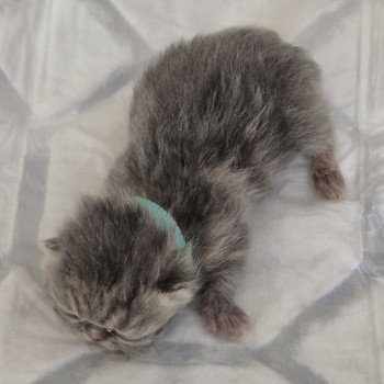 chaton Exotic Shorthair blue & blanc Collier bleu ciel Chatterie Katzarolli chaton Exotic Shorthair blue & blanc Collier bleu ciel Chatterie Katzarolli