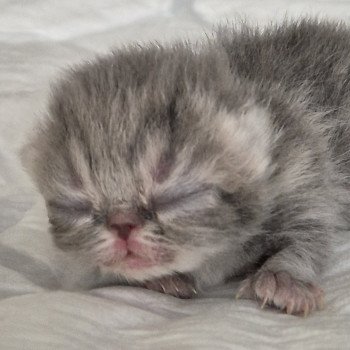 chaton Exotic Shorthair blue & blanc Collier bleu ciel Chatterie Katzarolli chaton Exotic Shorthair blue & blanc Collier bleu ciel Chatterie Katzarolli