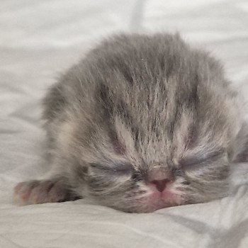 chaton Exotic Shorthair blue & blanc Collier bleu ciel Chatterie Katzarolli chaton Exotic Shorthair blue & blanc Collier bleu ciel Chatterie Katzarolli