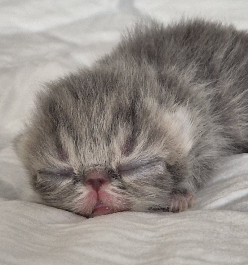 Collier bleu ciel Femelle Exotic Shorthair Collier bleu ciel Femelle Exotic Shorthair