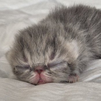chaton Exotic Shorthair blue & blanc Collier bleu ciel Chatterie Katzarolli chaton Exotic Shorthair blue & blanc Collier bleu ciel Chatterie Katzarolli