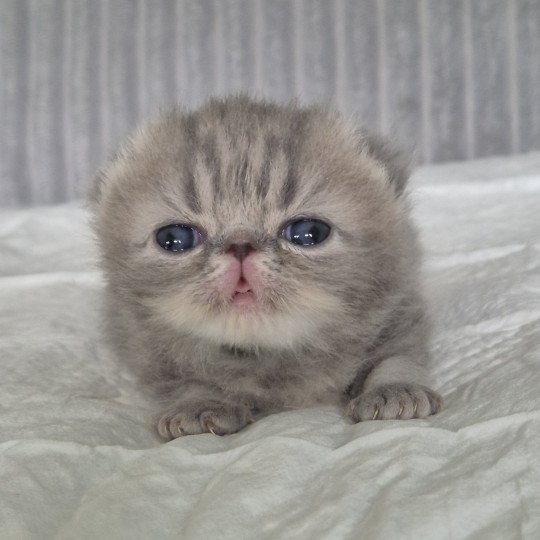 Collier bleu ciel Femelle Exotic Shorthair