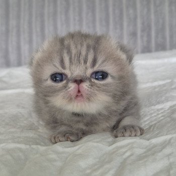 chaton Exotic Shorthair blue blotched tabby Collier bleu ciel Chatterie Katzarolli