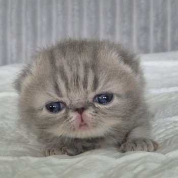 chaton Exotic Shorthair blue blotched tabby Collier bleu ciel Chatterie Katzarolli