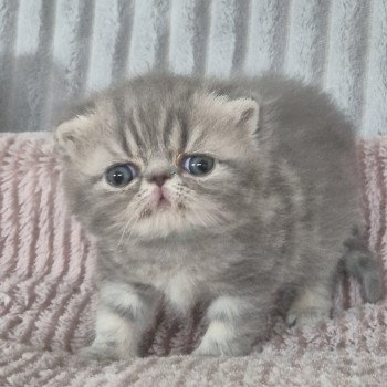 chaton Exotic Shorthair blue blotched tabby Collier bleu ciel Chatterie Katzarolli