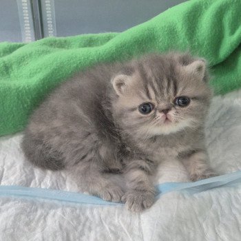 chaton Exotic Shorthair blue blotched tabby Collier bleu ciel Chatterie Katzarolli