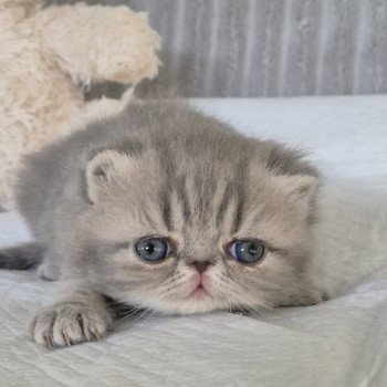 chaton Exotic Shorthair blue blotched tabby Collier bleu ciel Chatterie Katzarolli