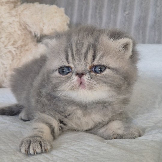 Collier bleu ciel Femelle Exotic Shorthair