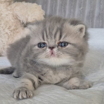 chaton Exotic Shorthair blue blotched tabby Collier bleu ciel Chatterie Katzarolli