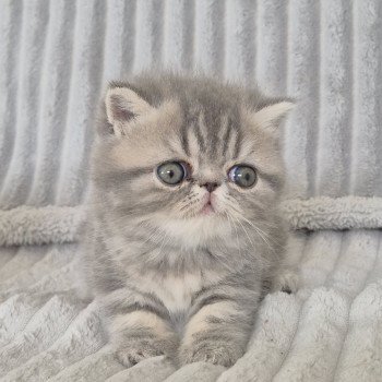 chaton Exotic Shorthair blue blotched tabby Collier bleu ciel Chatterie Katzarolli