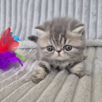 chaton Exotic Shorthair blue blotched tabby Collier bleu ciel Chatterie Katzarolli