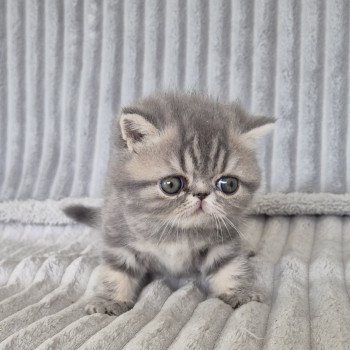 chaton Exotic Shorthair blue blotched tabby Collier bleu ciel Chatterie Katzarolli
