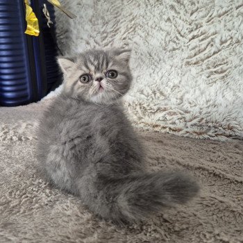 chaton Exotic Shorthair blue blotched tabby Collier bleu ciel Chatterie Katzarolli