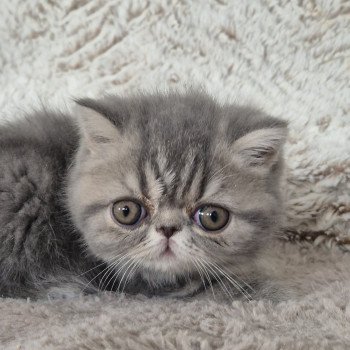 chaton Exotic Shorthair blue blotched tabby Collier bleu ciel Chatterie Katzarolli