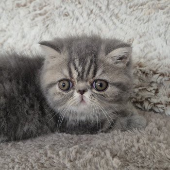 chaton Exotic Shorthair blue blotched tabby Collier bleu ciel Chatterie Katzarolli