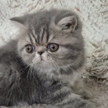 chaton Exotic Shorthair blue blotched tabby Collier bleu ciel Chatterie Katzarolli