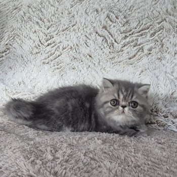 chaton Exotic Shorthair blue blotched tabby Collier bleu ciel Chatterie Katzarolli