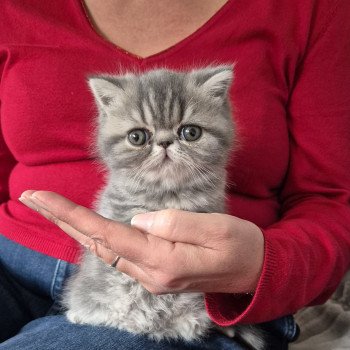chaton Exotic Shorthair blue blotched tabby Collier bleu ciel Chatterie Katzarolli
