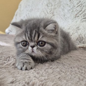 chaton Exotic Shorthair blue blotched tabby Aymie Chatterie Katzarolli