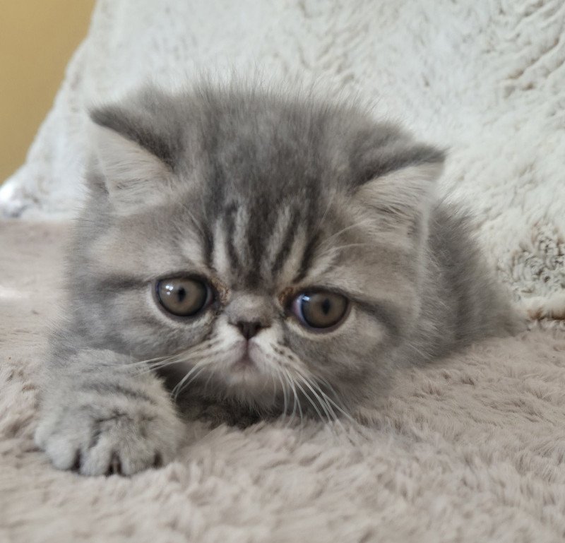Aymie Femelle Exotic Shorthair