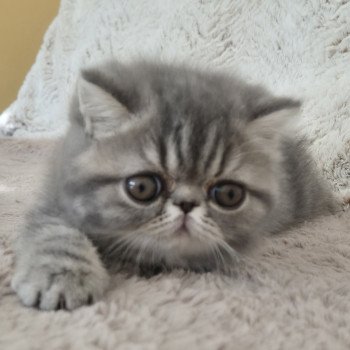 chaton Exotic Shorthair blue blotched tabby Aymie Chatterie Katzarolli