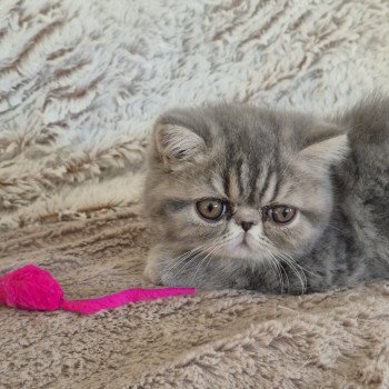 chaton Exotic Shorthair blue blotched tabby Aymie Chatterie Katzarolli