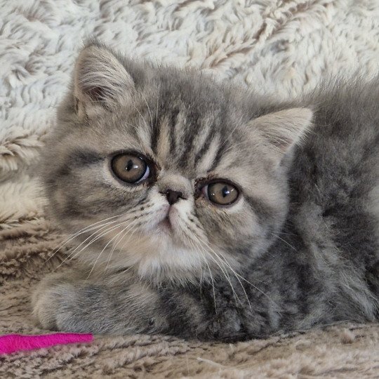 Aymie Femelle Exotic Shorthair