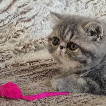 chaton Exotic Shorthair blue blotched tabby Aymie Chatterie Katzarolli